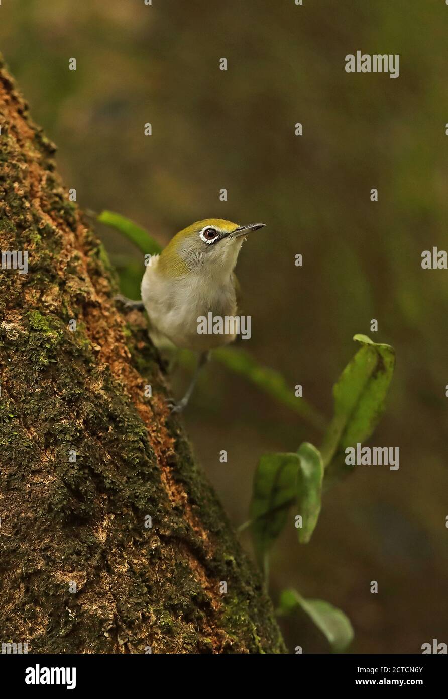 Zosterops natalis Fotos und Bildmaterial in hoher Auflösung Alamy