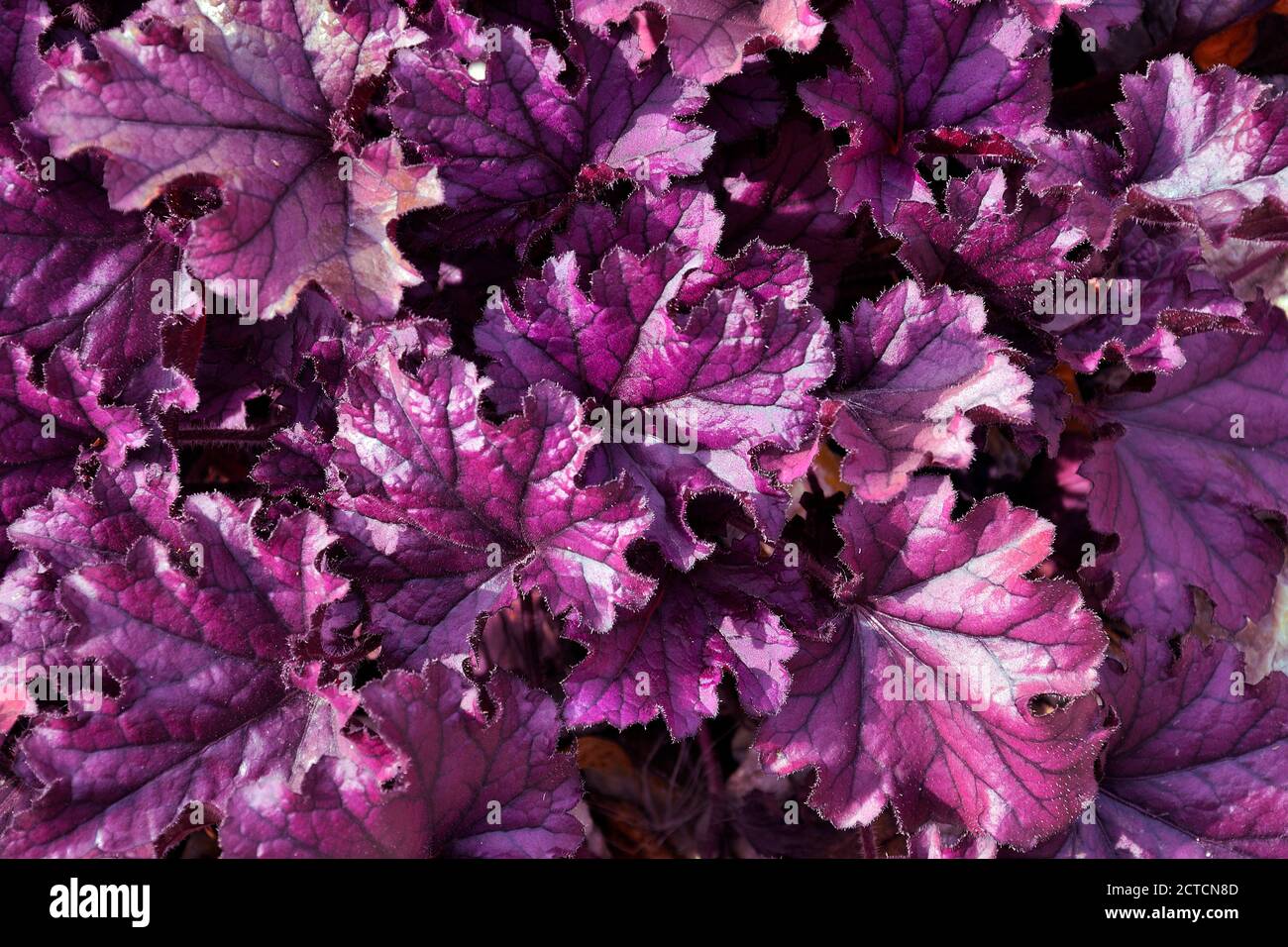 Violette Blätter der ornamentalen immergrünen, krautigen Staudenpflanze Heuchera Hybrid (Heuchera x hybrida 'Forever Purple') in der Familie der Saxifragaceae. C Stockfoto