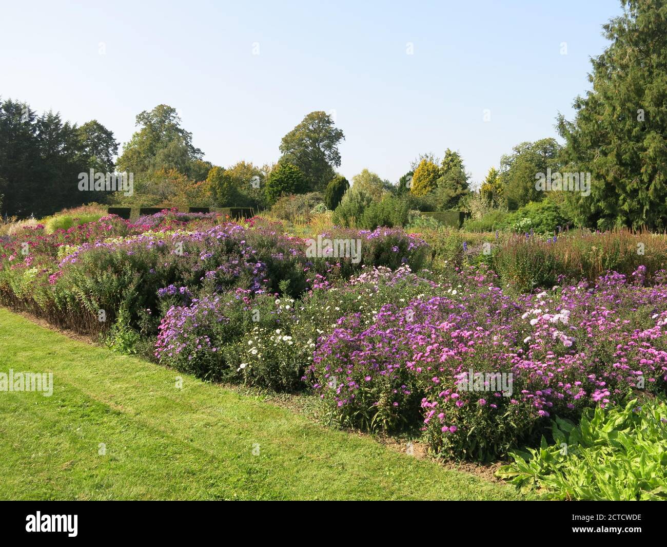 Eine lange krautige Grenze bei Waterperry Gardens mit Herbstfarbe von einem Stock Bett aus lila Michaelmas Gänseblümchen. Stockfoto