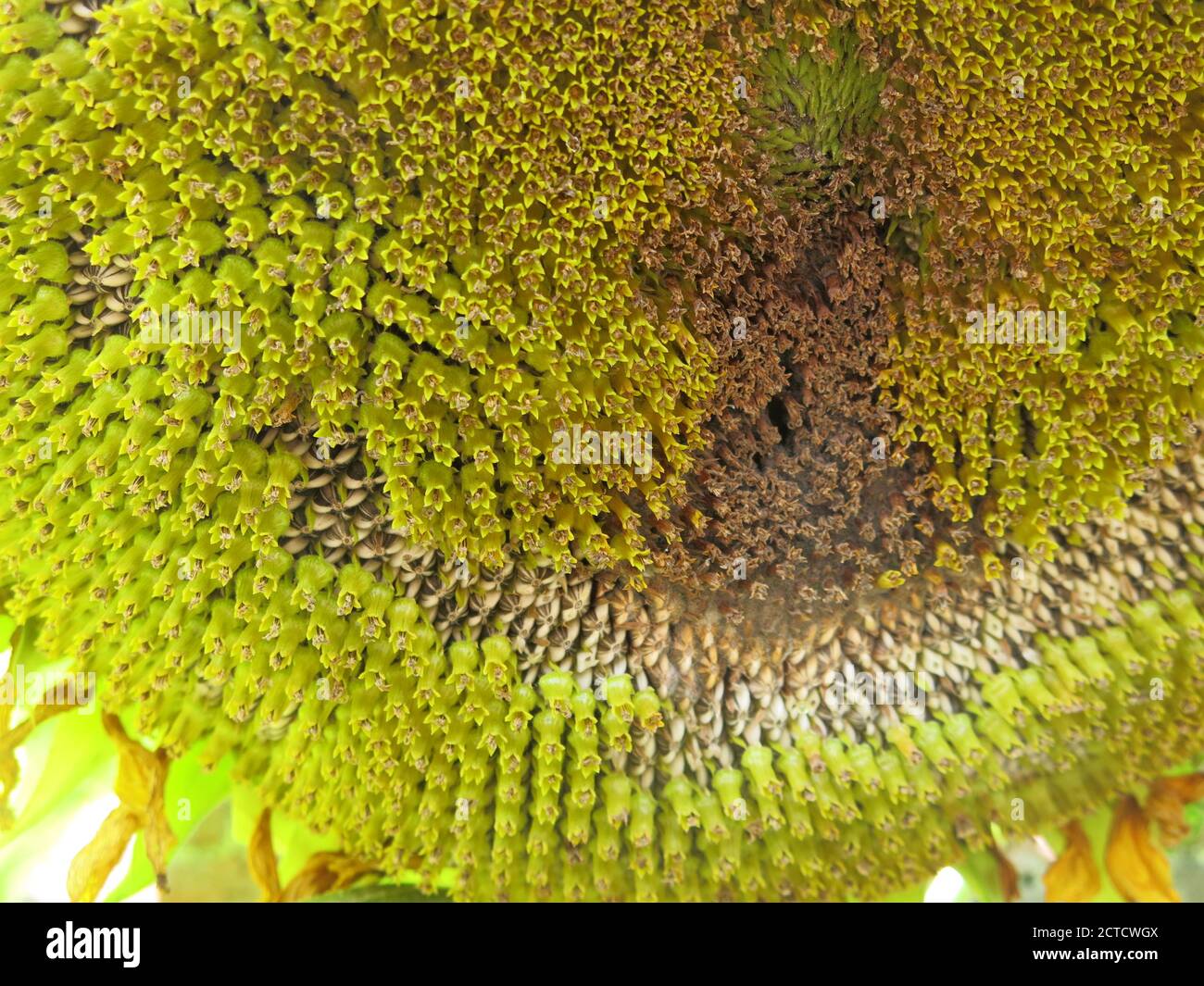 Spiralförmige samen Fotos und Bildmaterial in hoher Auflösung Alamy