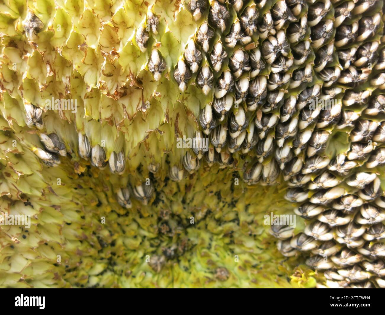 Spiralförmige samen Fotos und Bildmaterial in hoher Auflösung Alamy