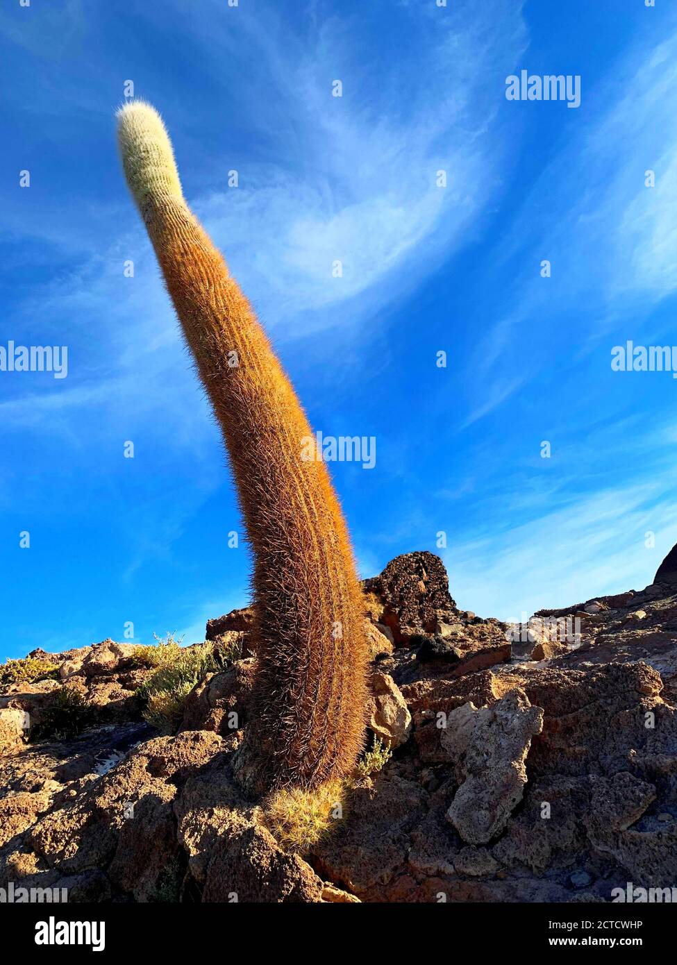 Riesiger Kaktus auf der Insel Isla Incahuasi. Aride Wüste Salar de Uyuni, Bolivien. Tropische gigantische Pflanzenkakteen. Trichocereus pasacana. Exotische Flora. Stockfoto