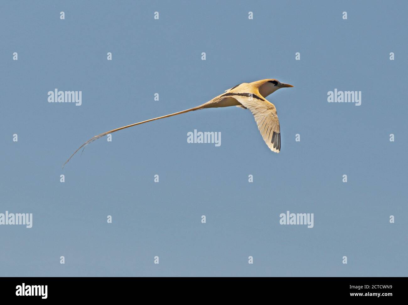 White-tailed Tropicbird (Phaethon lepturus Fulvus) Erwachsene im Flug 'Golden Bootsmann "Christmas Island, Australien Juli Stockfoto