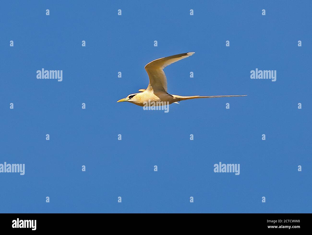 White-tailed Tropicbird (Phaethon lepturus Fulvus) Erwachsene im Flug 'Golden Bootsmann "Christmas Island, Australien Juli Stockfoto