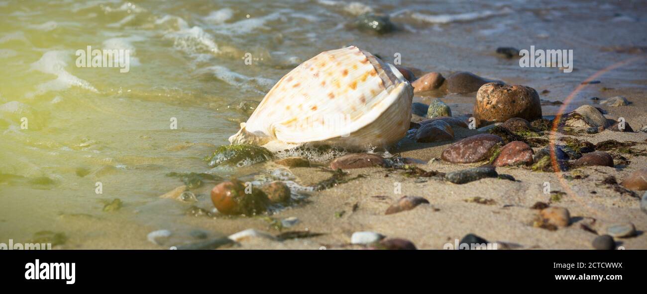 Verschiedene Muscheln auf dem Sand, Meeresgrund und Textur Stockfoto