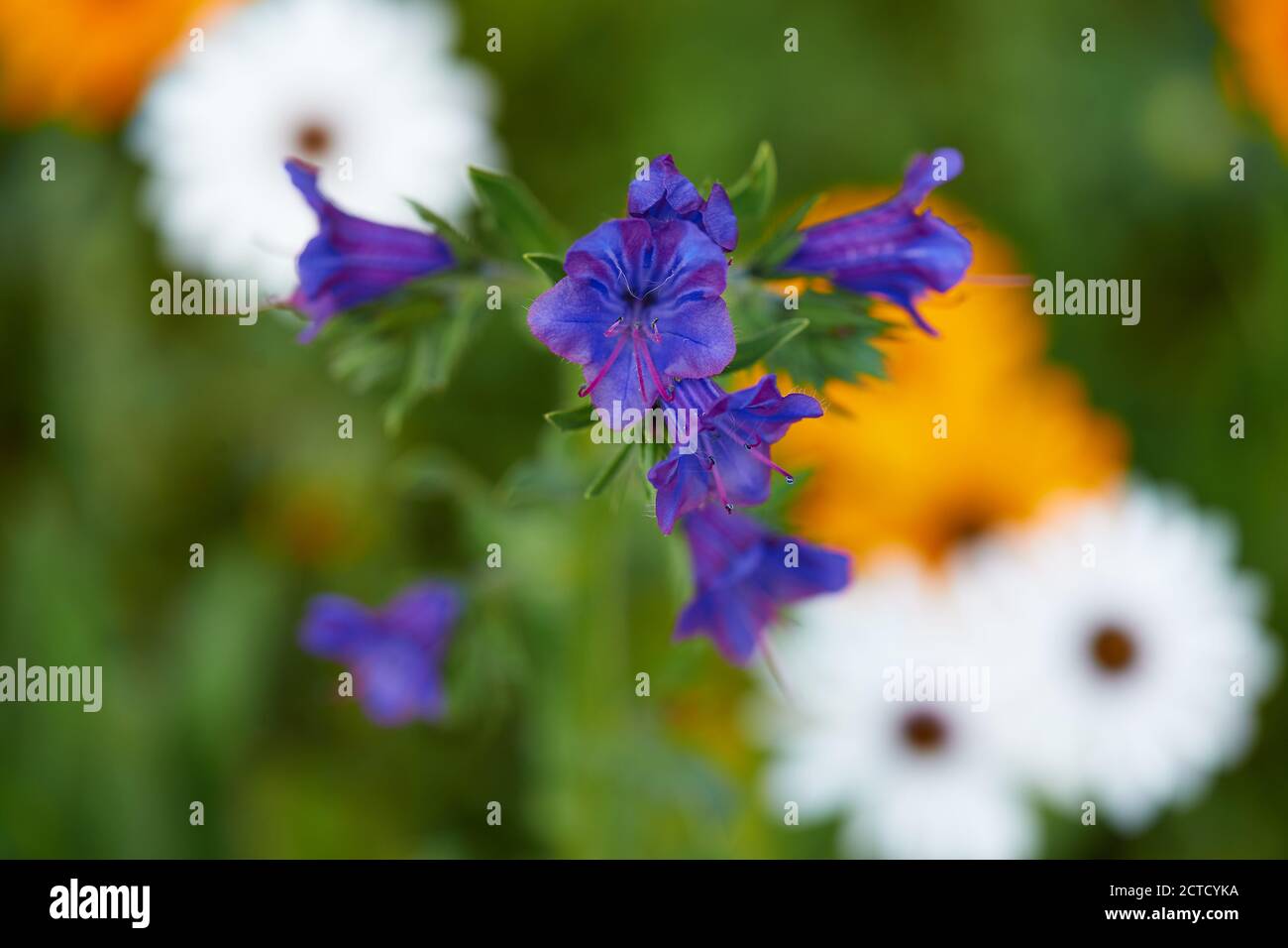 Blaue Weed Blume zwischen weißen und orangen Gänseblümchen, Atlantis Western Cape Stockfoto