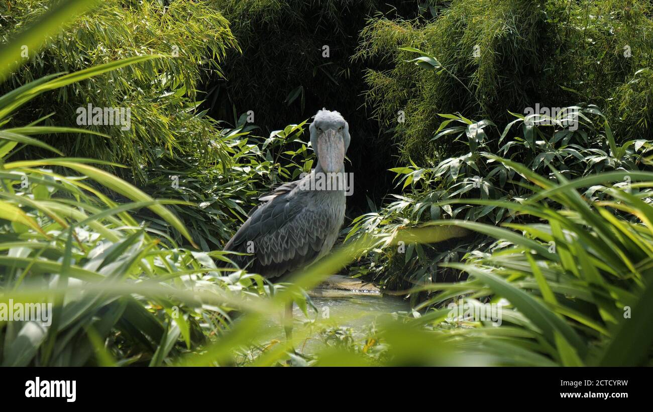 Whaleheadstorch beim Blick auf die Kamera. Stockfoto