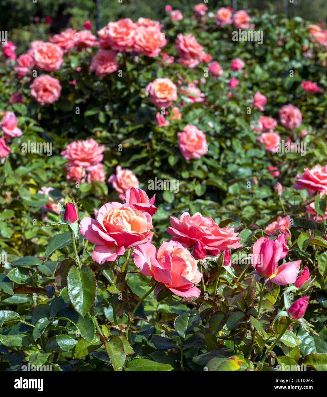 Blenheim Palace ein UNESCO-Weltkulturerbe, Woodstock, Oxfordshire, UK - sehen Sie Rosa 'Silver Jubilee' Rosen im Rosengarten. Stockfoto
