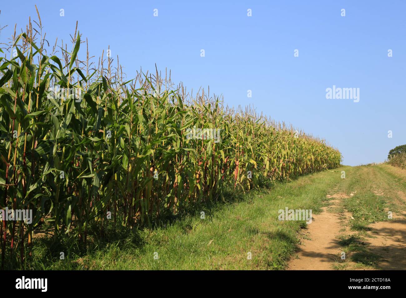 Mais oder Zuckermais, die auf einer britischen Farm angebaut werden. Stockfoto