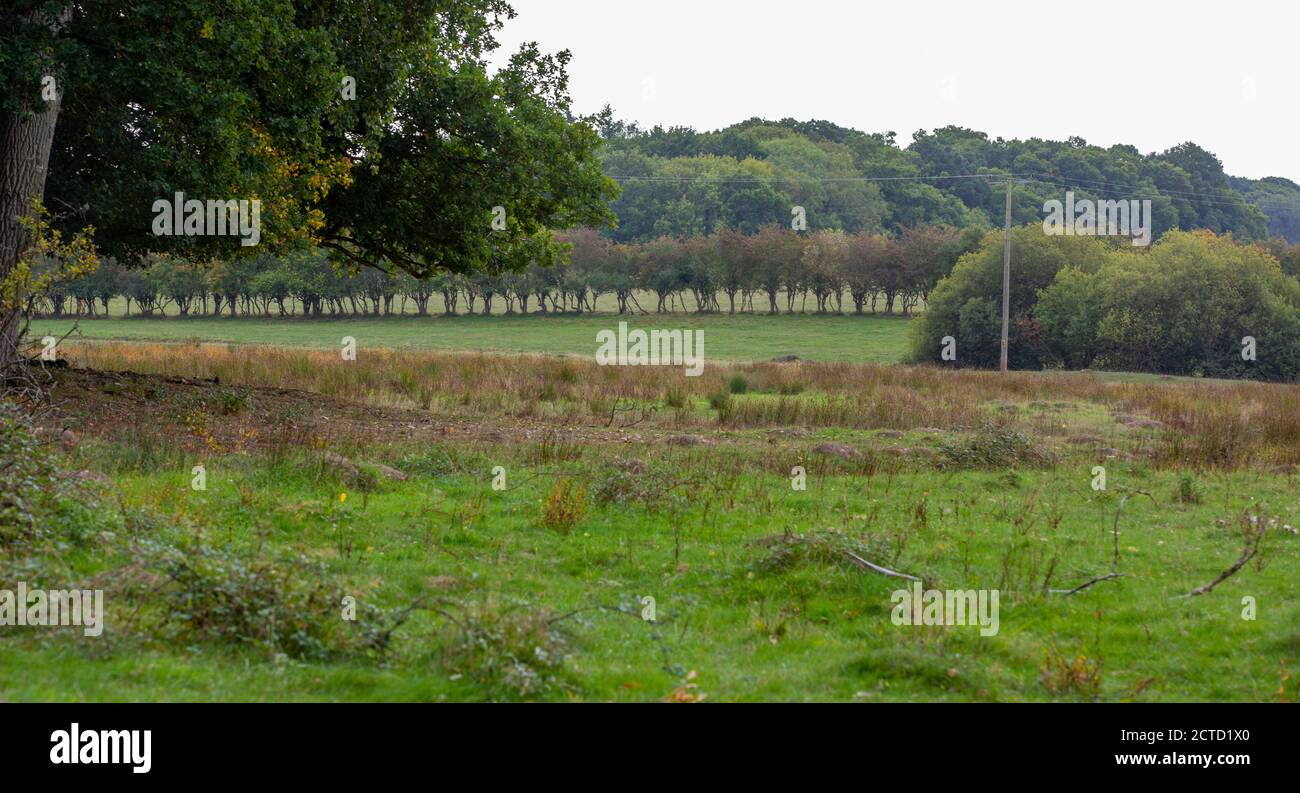 Knepp Estate Rewilding Projekt - keine Stacheldraht Hecken Stockfoto