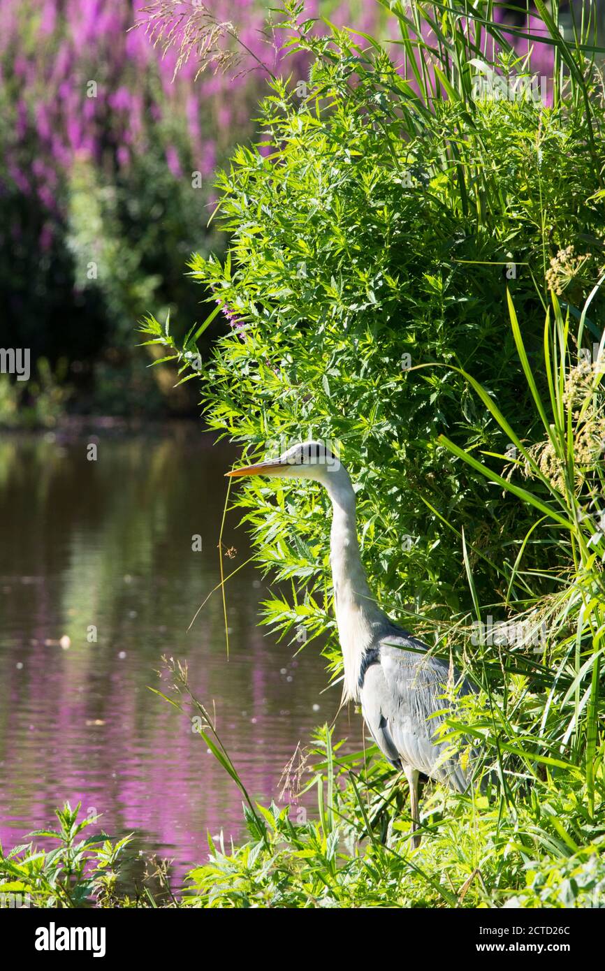 Graureiher, Ardea cinerea Standing by South Pond, Midhurst, West Sussex, Großbritannien Juli, Stadtteich für Wildtiere restauriert. Stockfoto