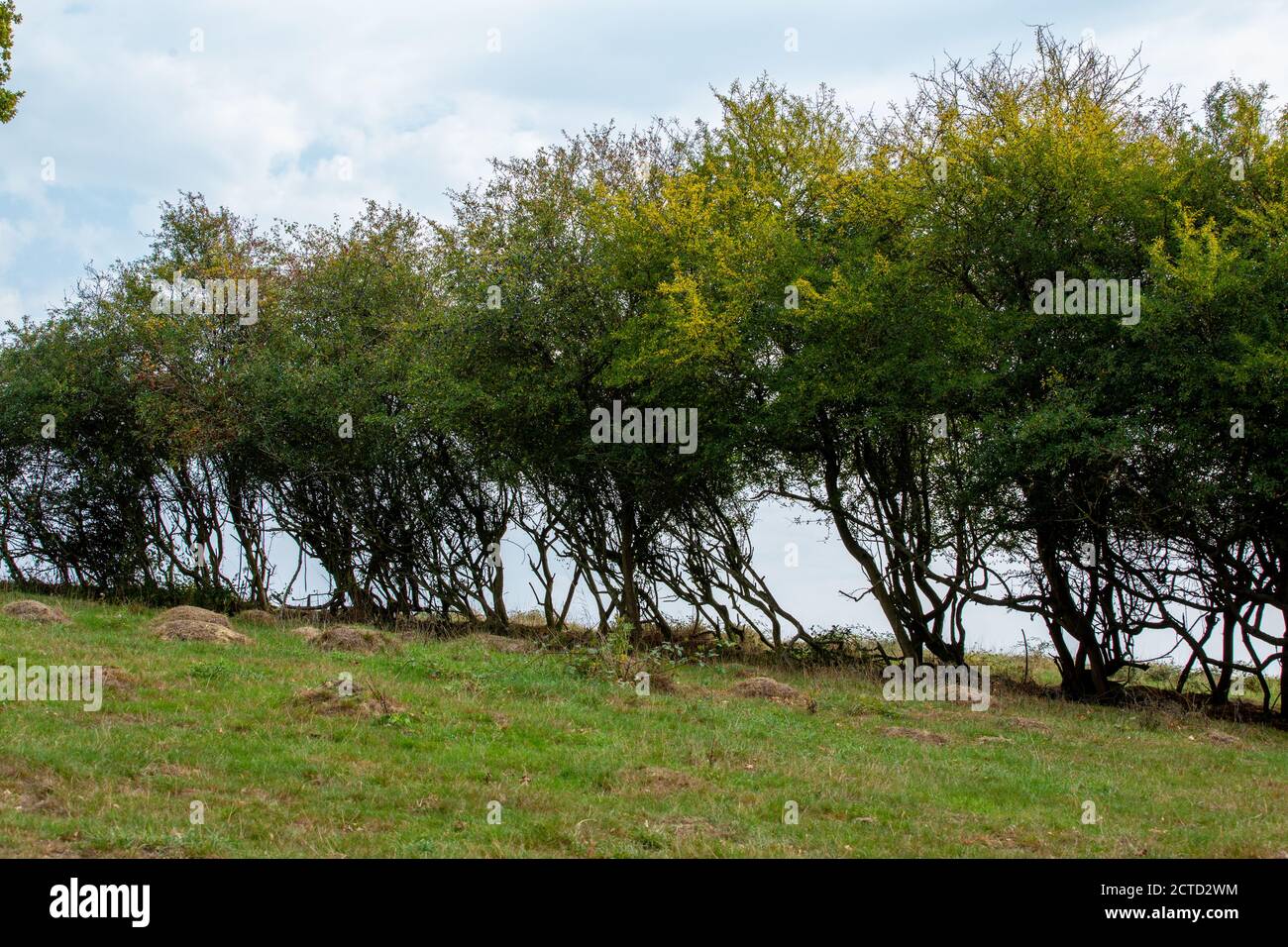 Knepp Estate Rewilding Projekt - keine Stacheldraht Hecken Stockfoto