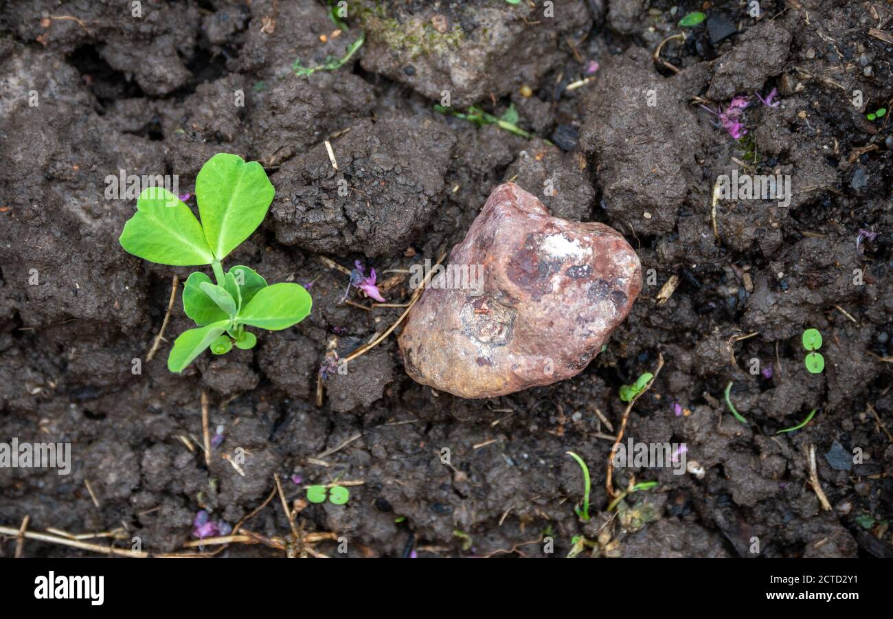 Die Pflanzzeit im Frühling ist in Missouri angekommen und diese junge Zuckererbsenpflanze ist eine der ersten, die durch den schwarzen Boden aufspringt. Bokeh-Effekt. Stockfoto