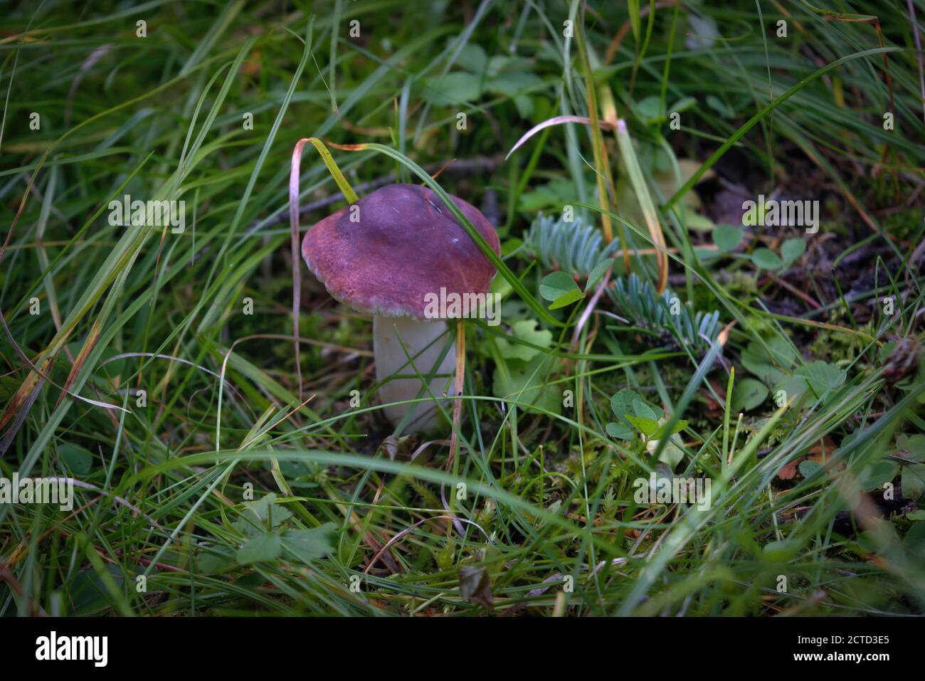 Essbarer Pilz Leccinum aurantiacum mit orangen Kappen. Stockfoto