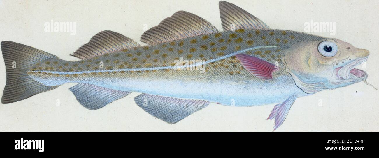 Gewöhnlicher Kabeljaufisch, Gadus morhua., Standbild, Drucke, 1808, Donovan, E. (Edward), 1768-1837 Stockfoto