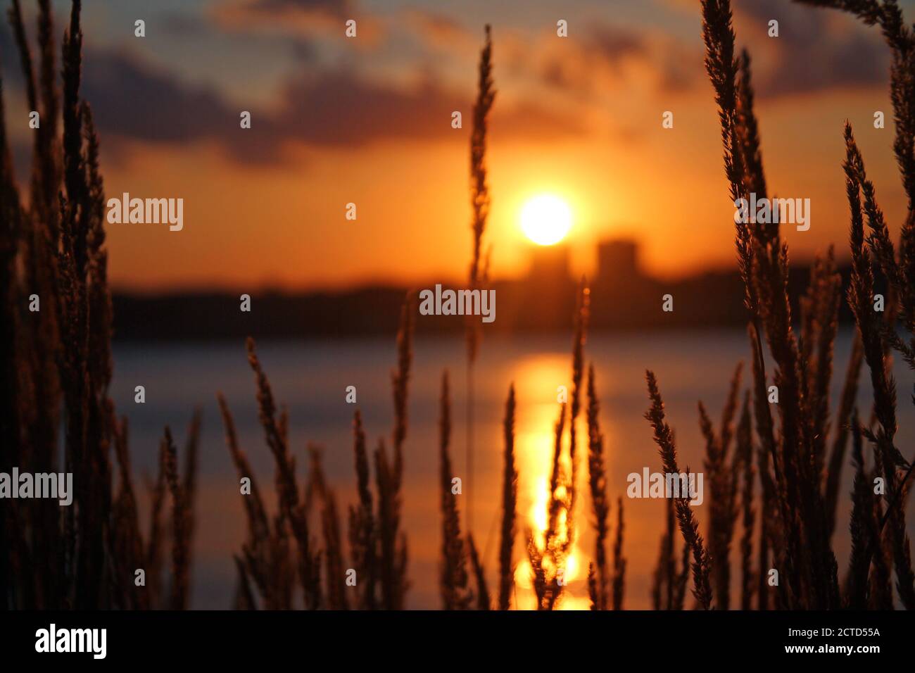 Die Ohren und der wunderschöne violette Sonnenuntergang Stockfoto