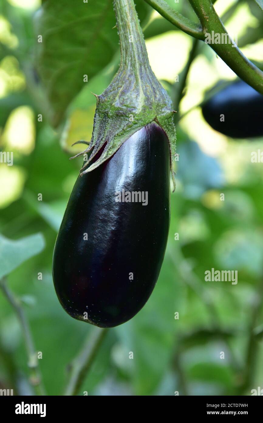 Lange reife violette Auberginen, die am Busch wachsen Stockfoto