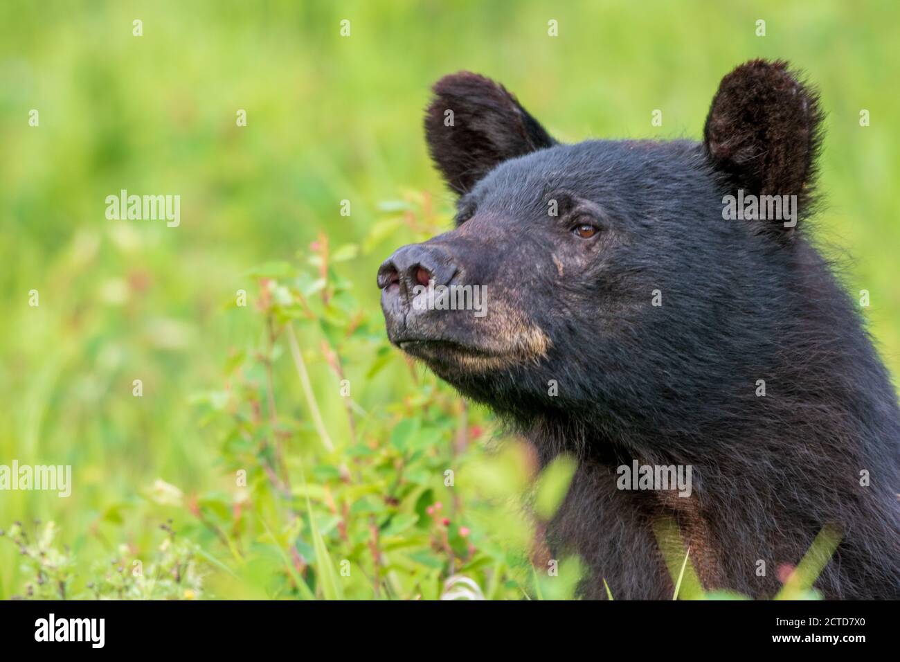 Kanadischer Schwarzbär Stockfoto