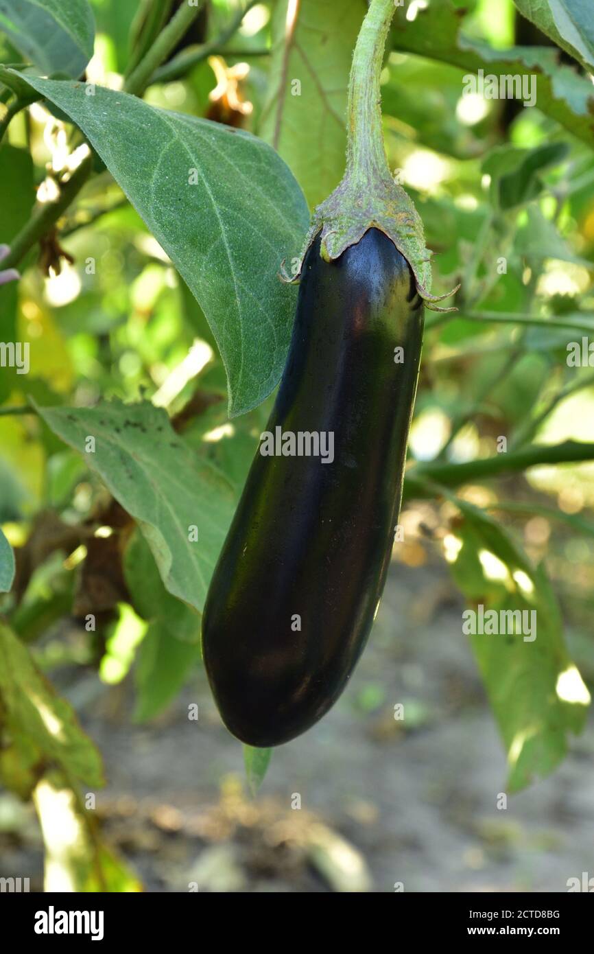 Lange reife violette Auberginen, die am Busch wachsen Stockfoto