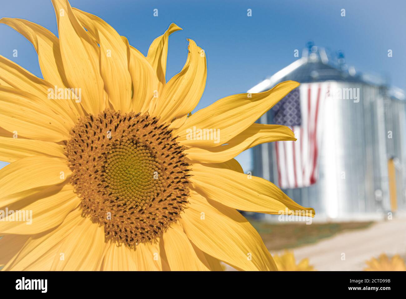 Sonnenblumen im Herbst, USA Stockfoto