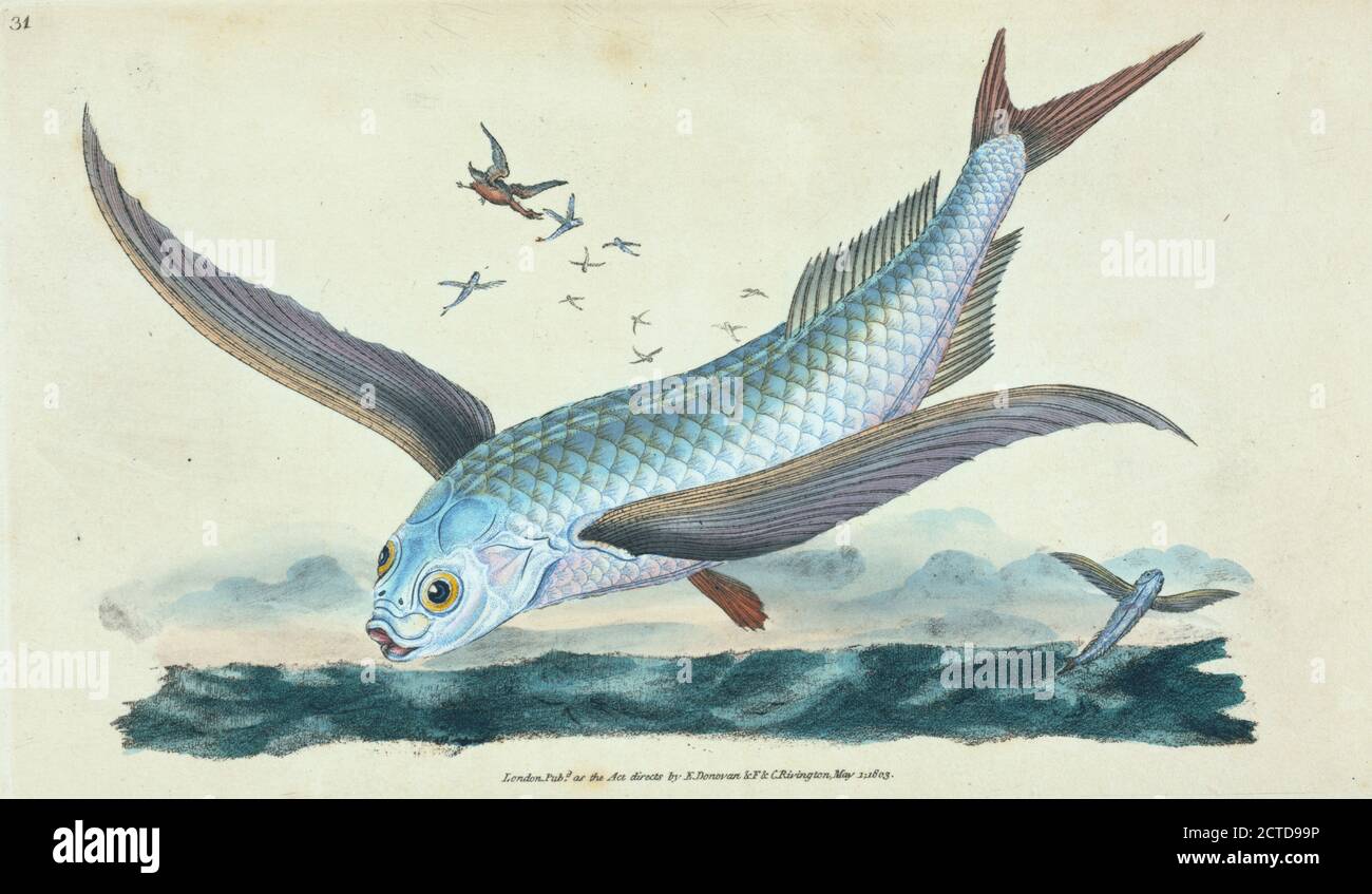 Fliegender Fisch, Exocoetus Volitans., Standbild, Drucke, 1803, Donovan, E. (Edward), 1768-1837 Stockfoto