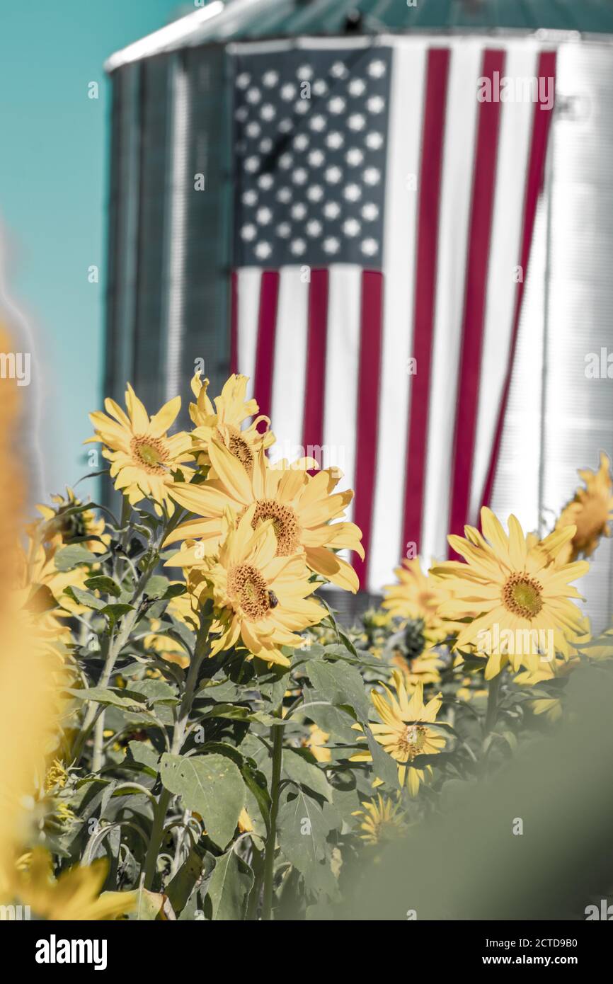 Sonnenblumen im Herbst, USA Stockfoto