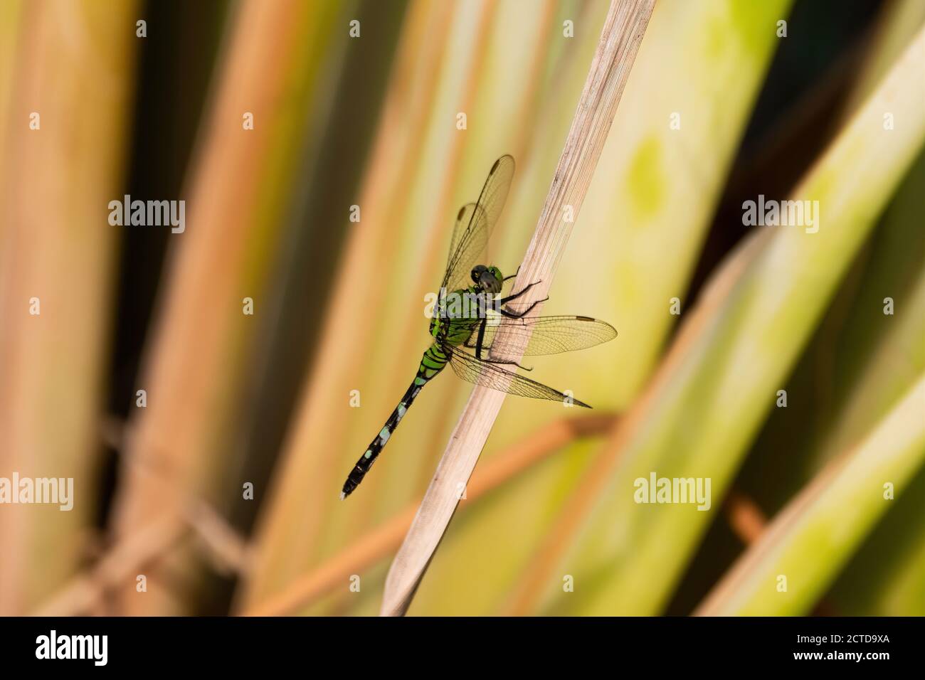 Eine schöne grüne, schwarze und weiße Pondhawk Libelle, die sich an einem braunen Schilf festhält, das in einem Teich mit einem verschwommenen Hintergrund aus grünen Blättern und Schilf wächst. Stockfoto
