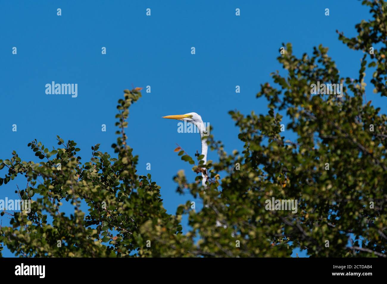 Ein Weißer Reiher, der an einem sonnigen Morgen über einige Zweige von seinem Barsch hoch oben in einem Baum späht. Stockfoto