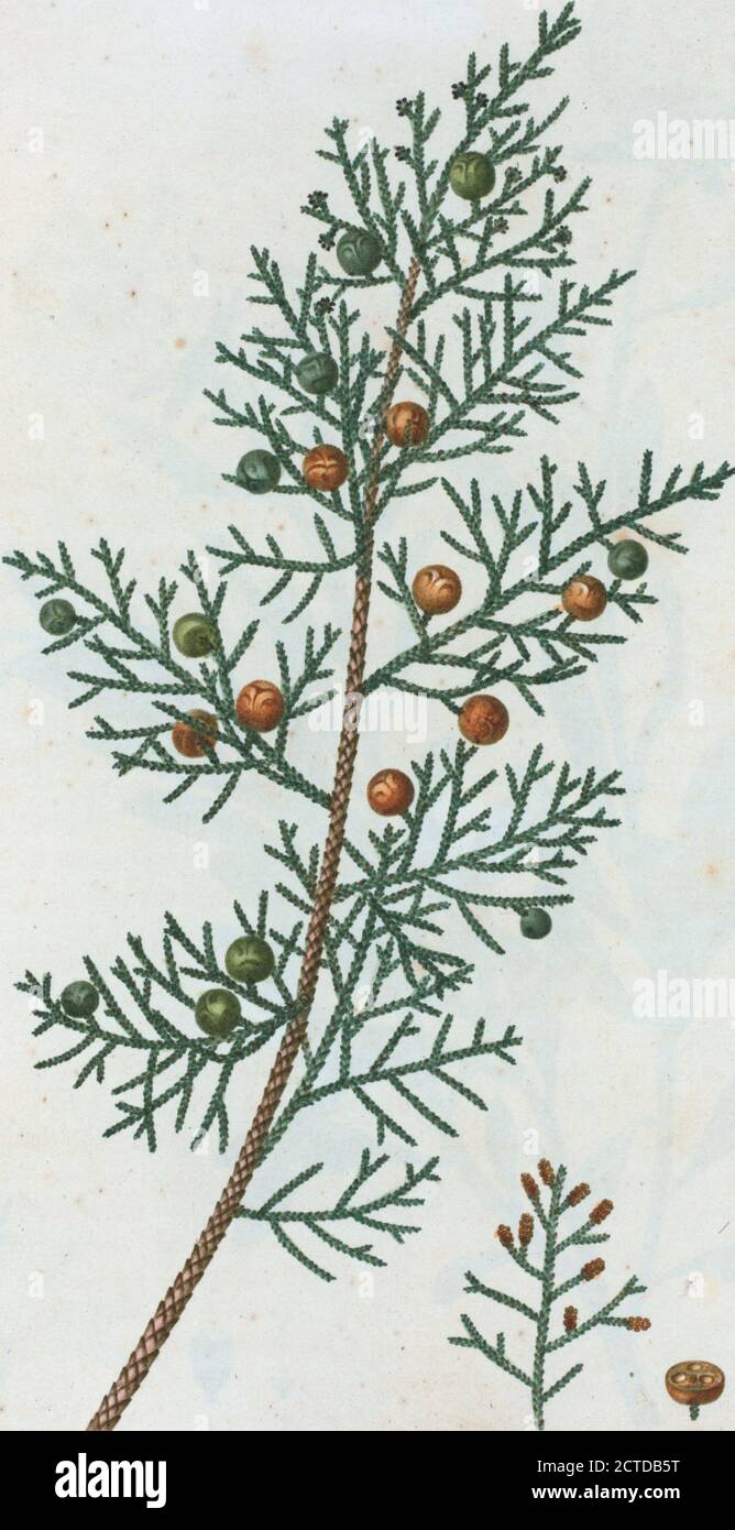 Juniperus Phoenicea = Génévrier de Phénicie. Phönizischer Wacholder, Standbild, Druckgrafiken, 1801 - 1819, Duhamel du Monceau, M., 1700-1782, Redouté, Pierre Joseph, 1759-1840 Stockfoto