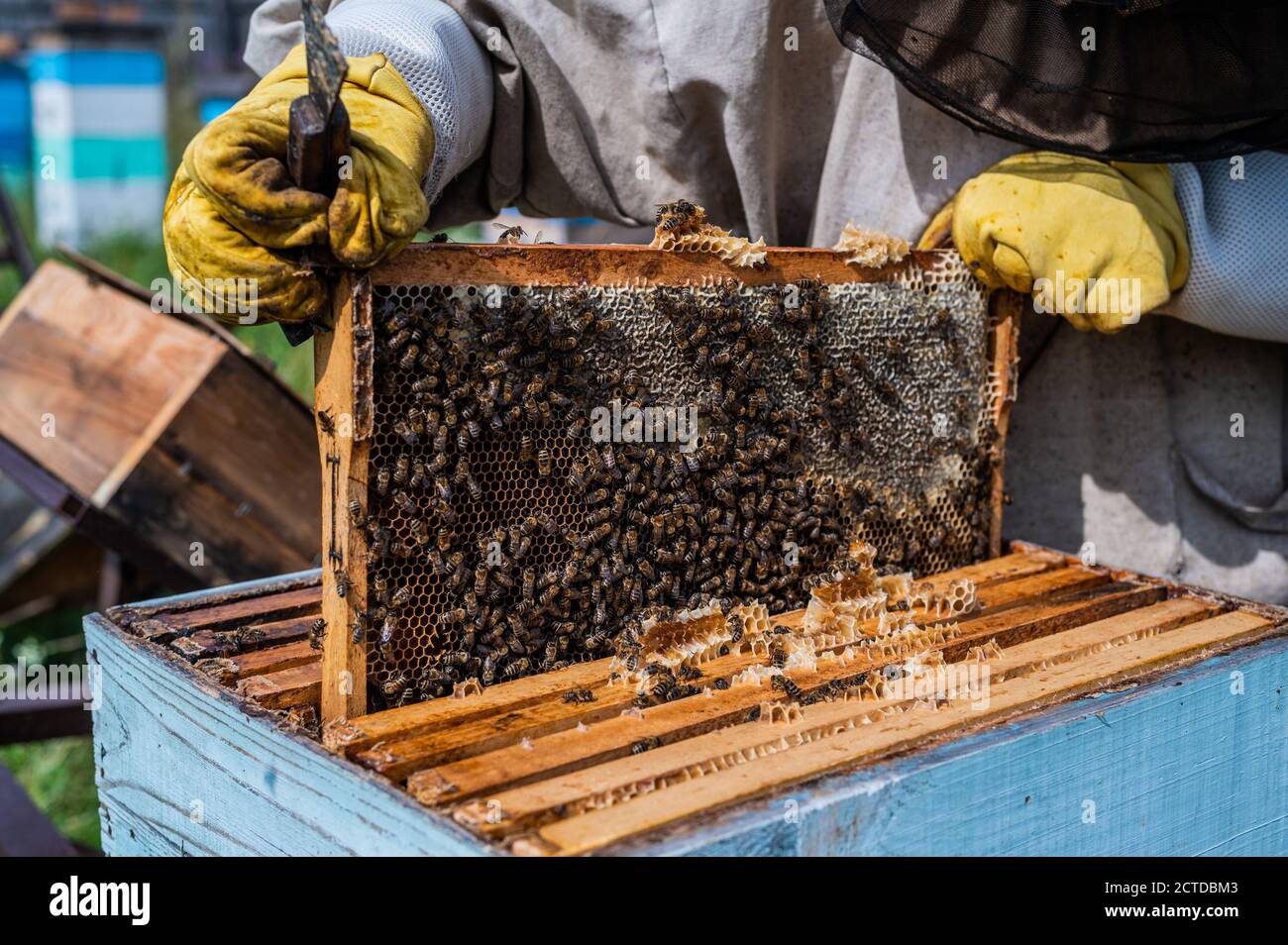 Die Hände des Bienenzüchters werden sorgfältig Honey Frame nach der Untersuchung in das Hive eingeführt. Der Rahmen ist voller Honig. Es gibt eine Menge Bienen auf Stockfoto
