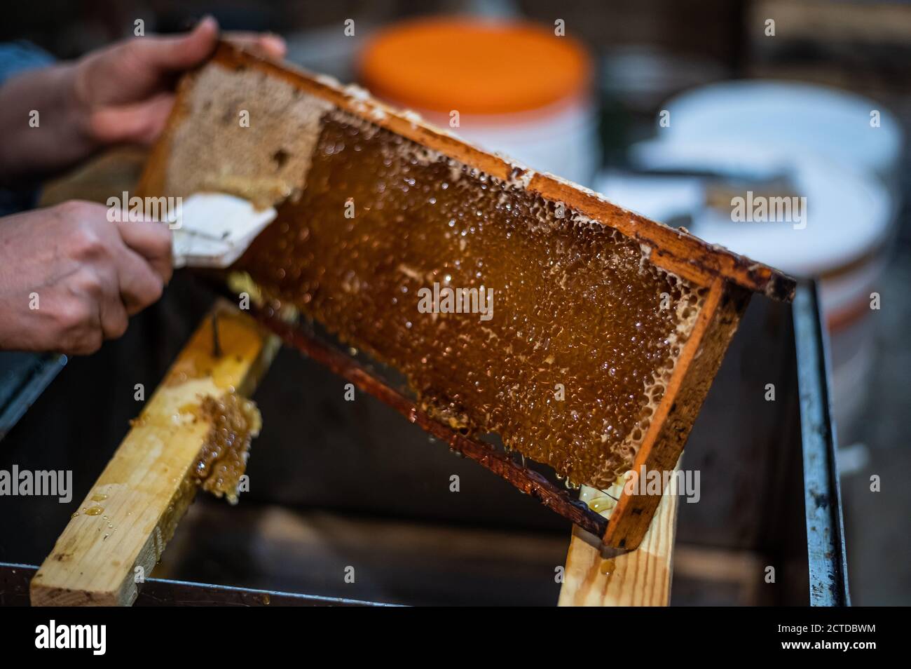 Die Waben mit dem Schaber von Hand aufdecken, Honigernte. Stockfoto