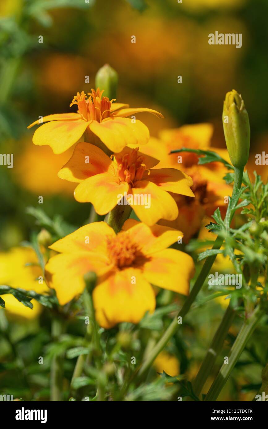 Nahaufnahme der goldenen Ringelblume (Tagetes tenuifolia) Stockfoto