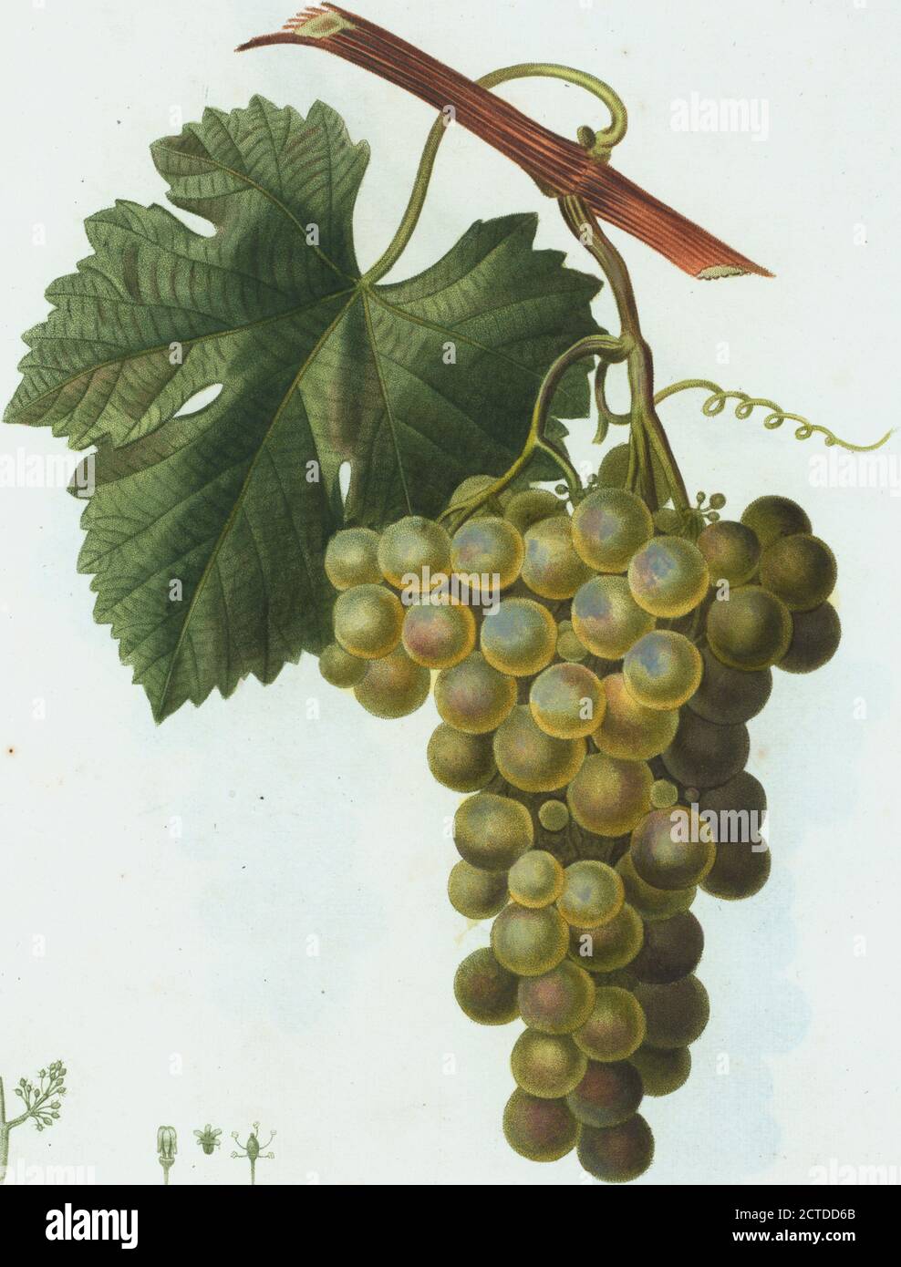 Vitis vinifera = Vigne cultivée var. Chasselas doré., Standbild, Drucke, 1801 - 1819, Duhamel du Monceau, M., 1700-1782, Redouté, Pierre Joseph, 1759-1840 Stockfoto