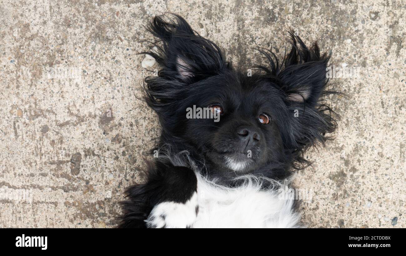 Ein Porträt eines schwarz-weißen Hundes, der auf dem Rücken liegt und direkt auf die Kamera blickt. Stockfoto