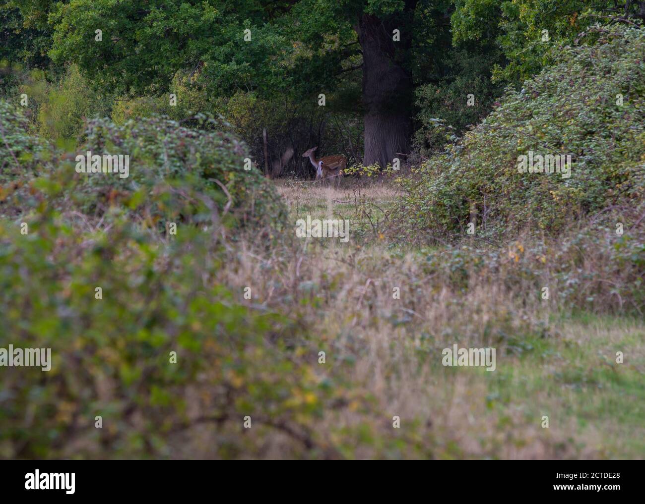Knepp Estate Rewilding Projekt - frei Roaming Wild Stockfoto
