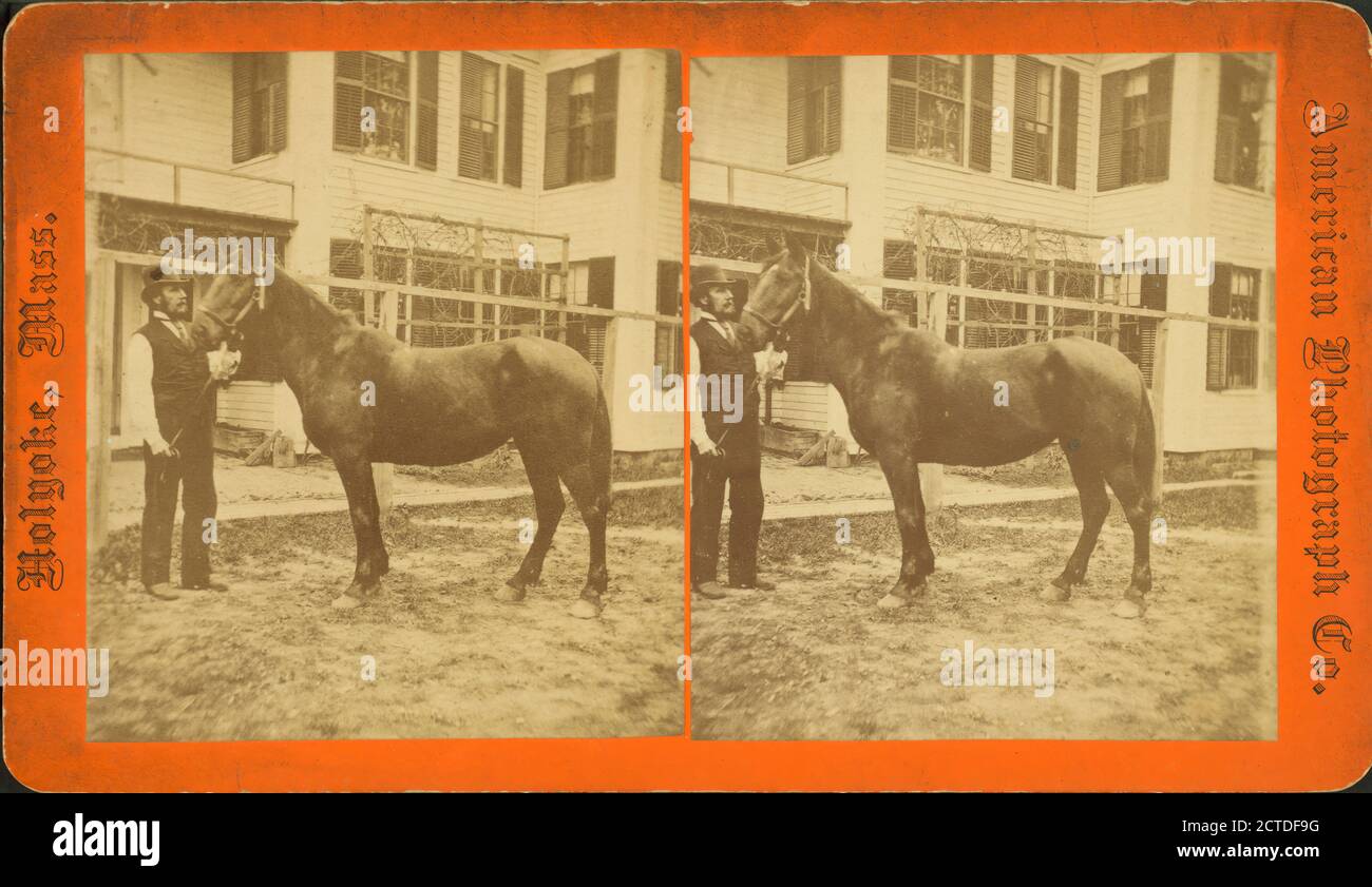 Mann, der die Zügel des Pferdes hält., Standbild, Stereographen, 1850 - 1930 Stockfoto