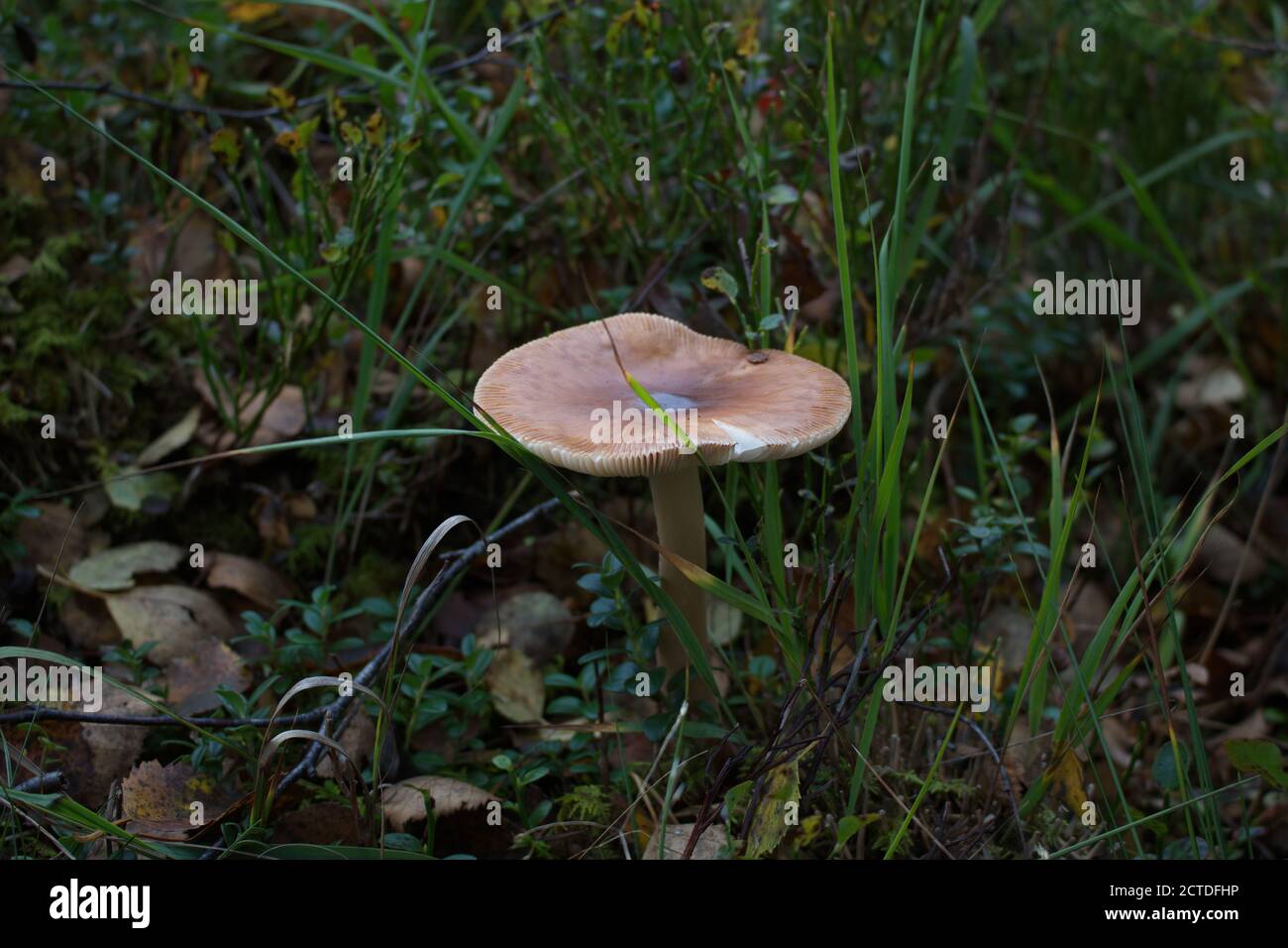 Pilze, Herbst im Wald Stockfoto