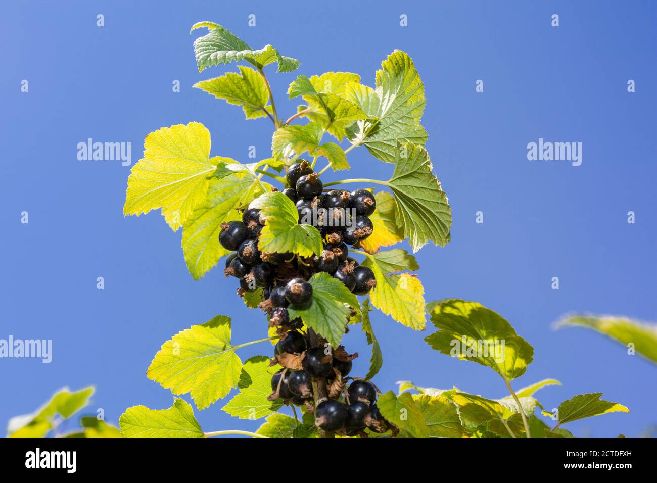 Schwarze Johannisbeeren wachsen auf einem schwarzen Johannisbeerbusch. Suffolk, England, Großbritannien. Stockfoto