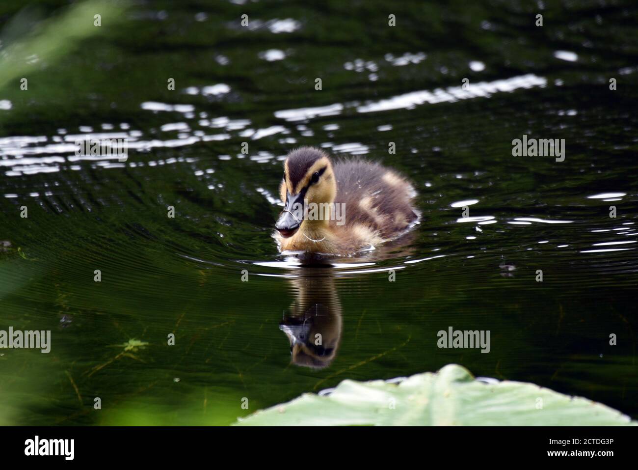 Eine unglückliche Ente mit einer Angelschnur um seine gewickelt Schnabel auf dem Basingstoke Canal in Surrey Stockfoto