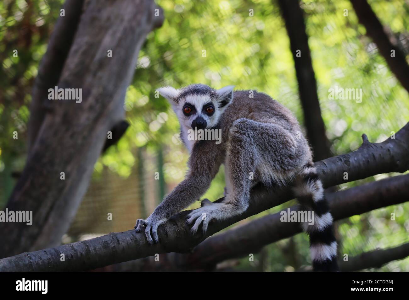 Junge Lemur hockt auf Baumzweig im Zoo Park. Ringschwanz-Lemur (Lemur Catta) ist ein großer Strepsirhine-Primat mit schwarzem und weißem Ringelschwanz. Stockfoto