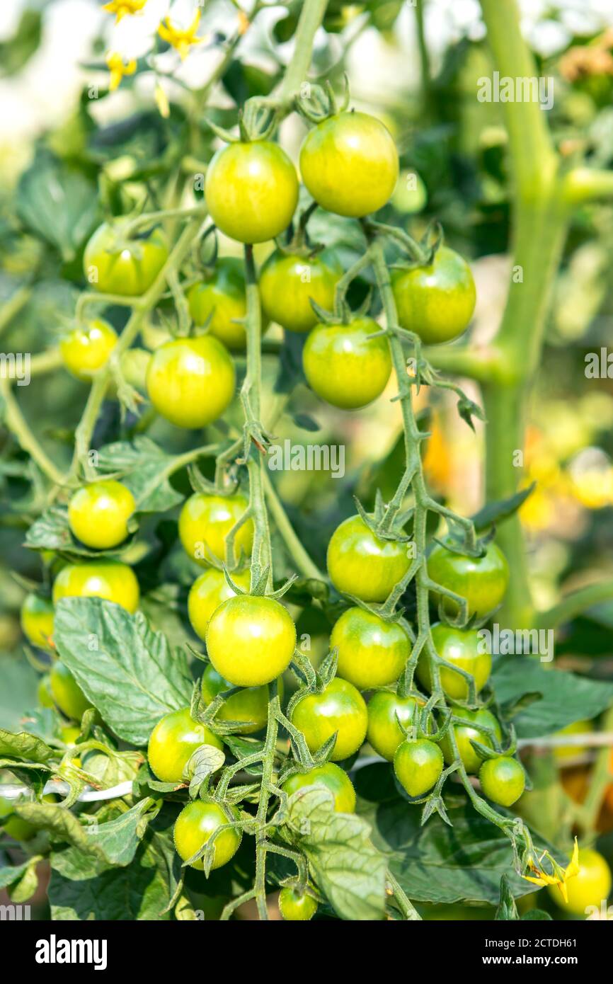 Grüne Kirschtomaten hängen von Ästen an einem hellen Sunny Tag Stockfoto