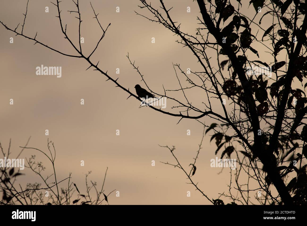 Vogel auf einem Glied Stockfoto