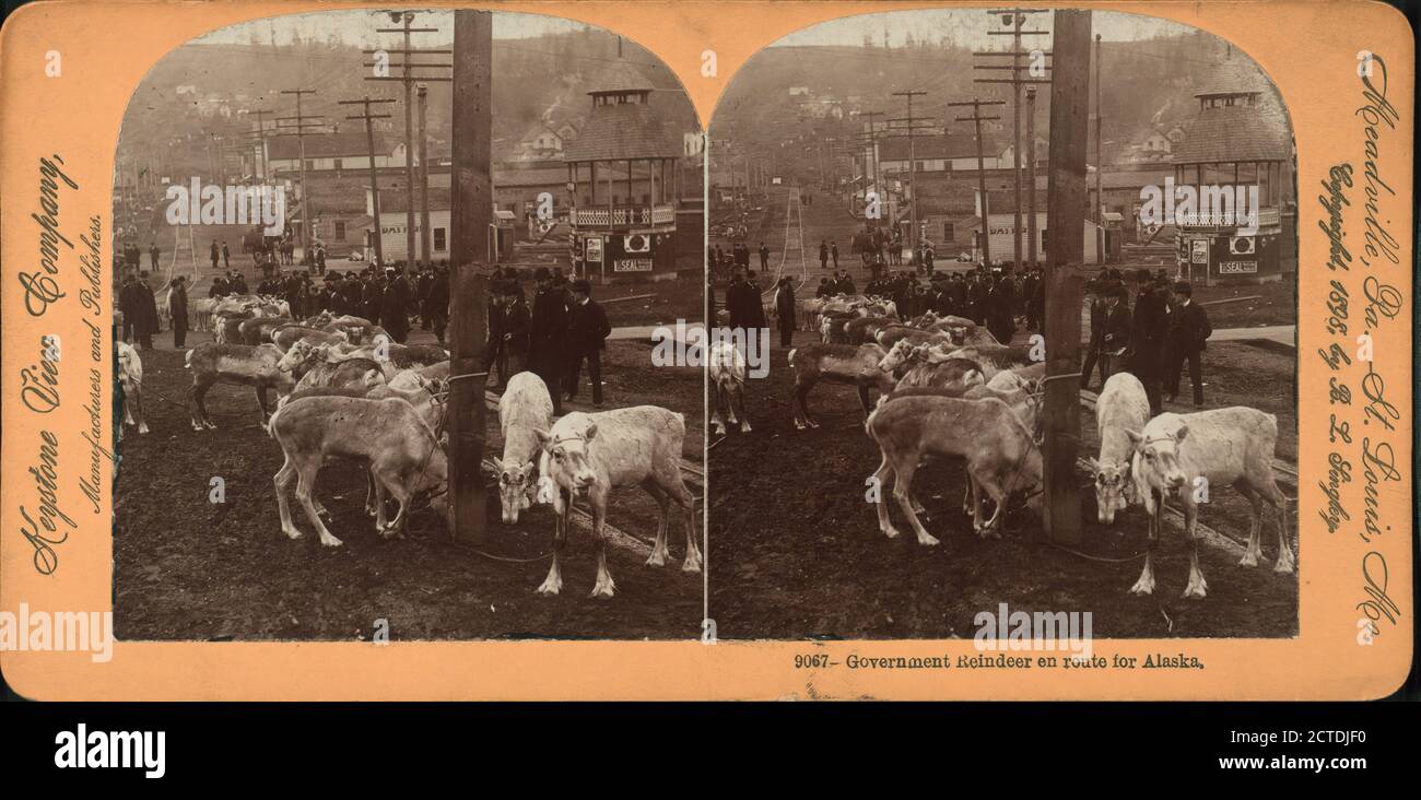 Regierungsrentiere unterwegs nach Alaska., Standbild, Stereographen, 1898 - 1900 Stockfoto