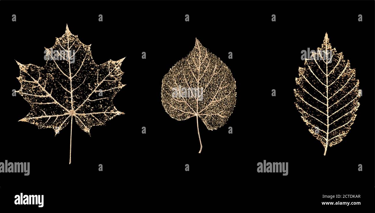 Set aus drei transparenten goldfarbenen Skelettblättern auf schwarzem Hintergrund. Goldenes Blatt aus Ahorn, Buche, Linde. Luxuriöse botanische Illustration. Stock Vektor