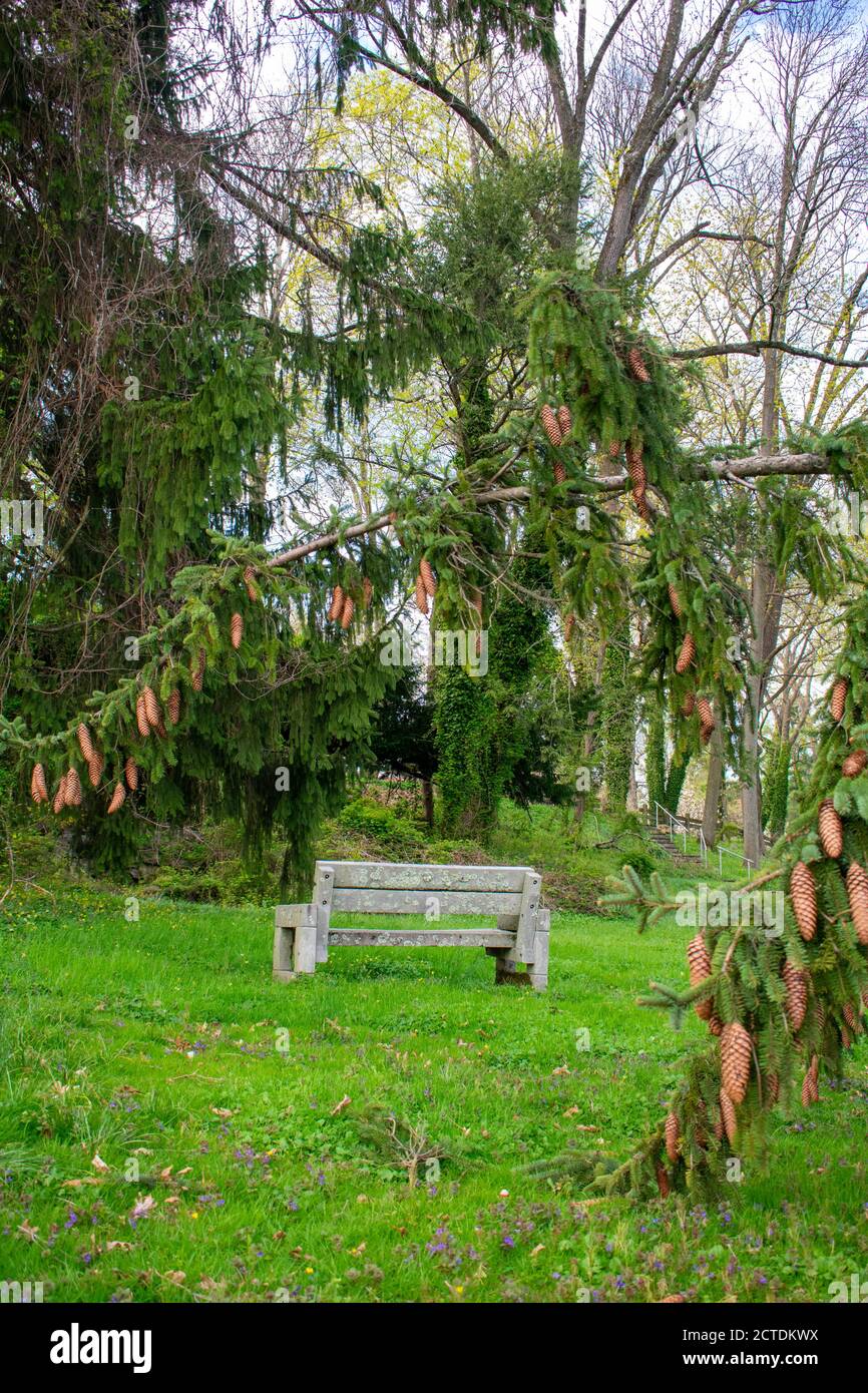 Blick durch die Zweige einer Kiefer mit Pinecones Auf einer Steinbank Stockfoto