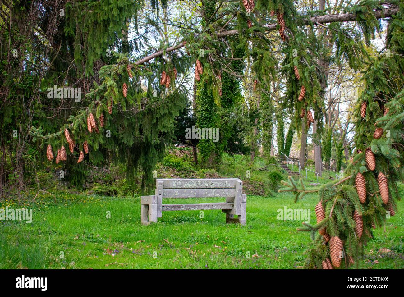 Blick durch die Zweige einer Kiefer mit Pinecones Auf einer Steinbank Stockfoto