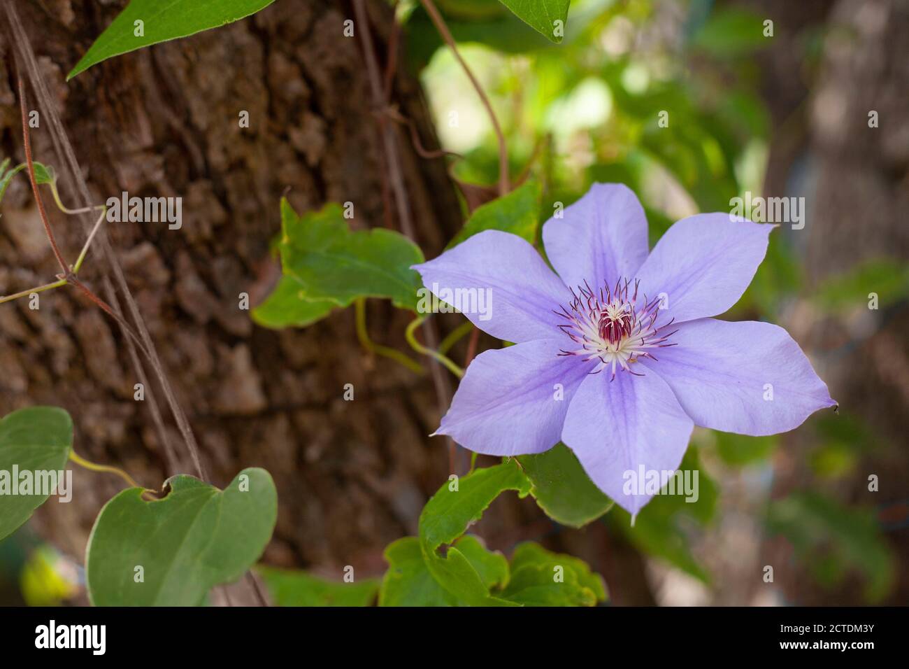 Schöne einzelne Blume auf grün verwackelte Hintergrund Stockfoto