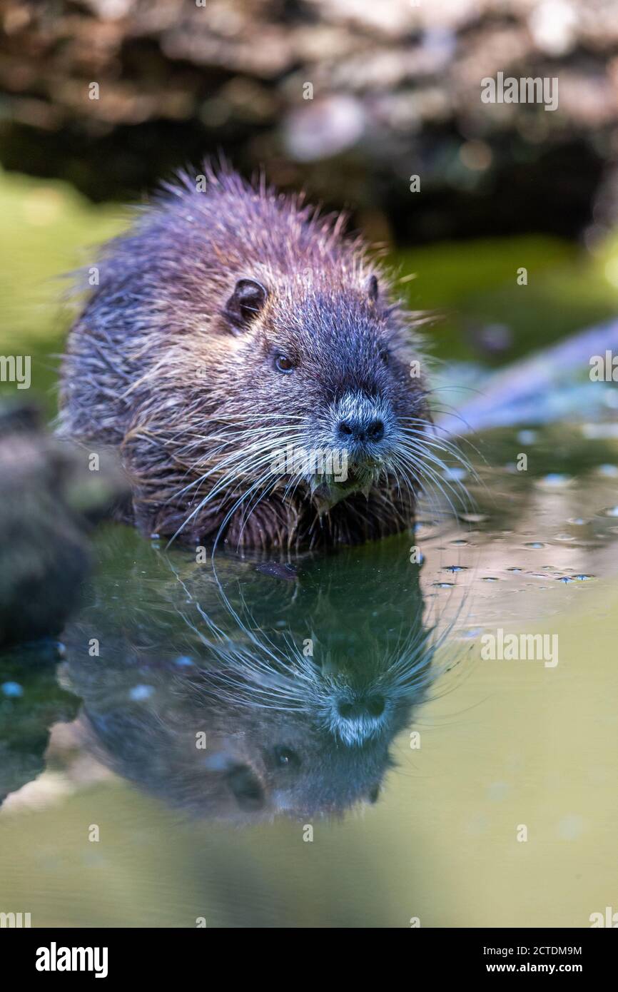 Coypu (Myocastor coypus) am Seeufer im Naturschutzgebiet Mönchbruch bei Frankfurt. Stockfoto