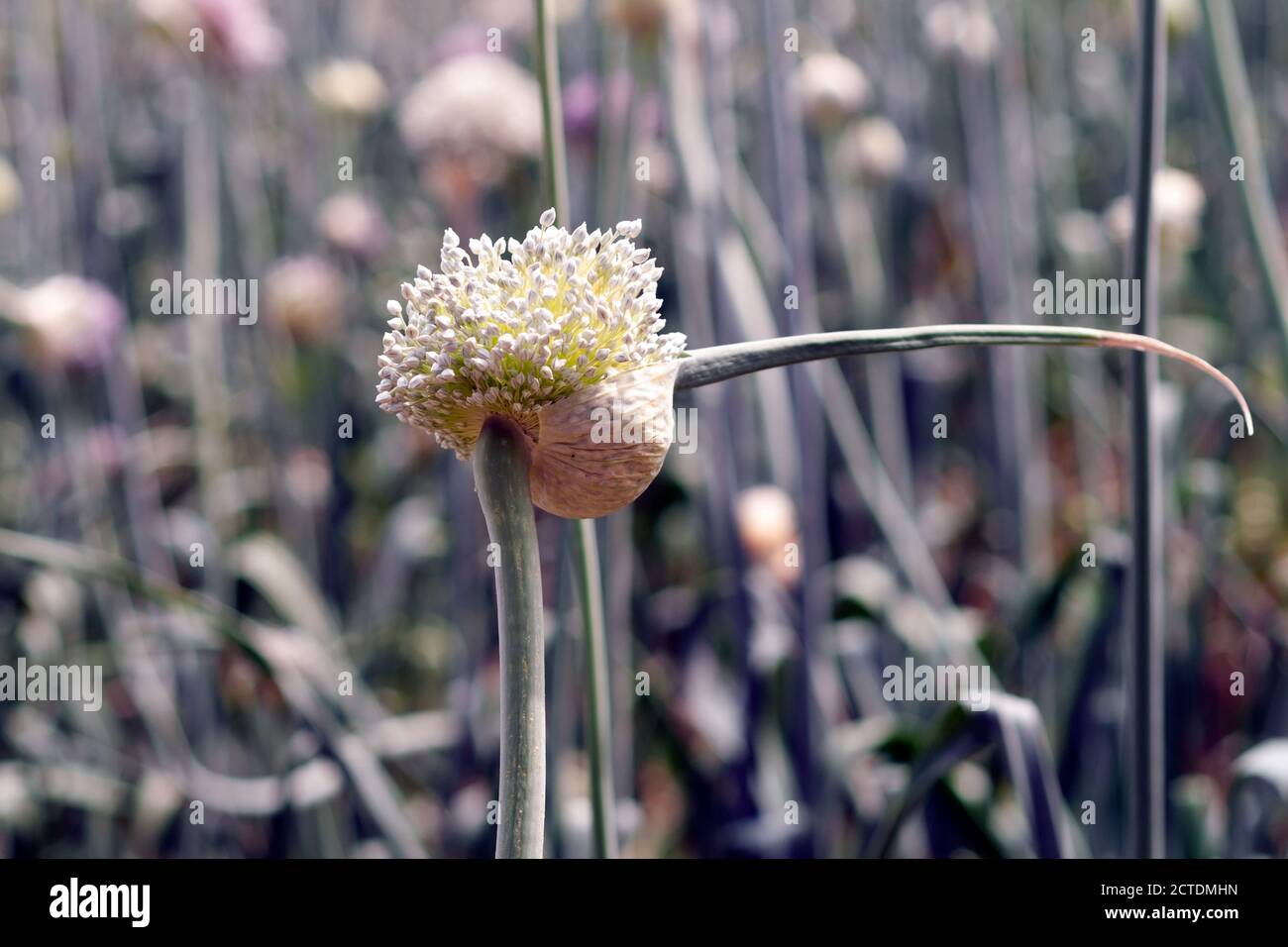 Isolierte große Zwiebelblumen öffnen Stockfoto