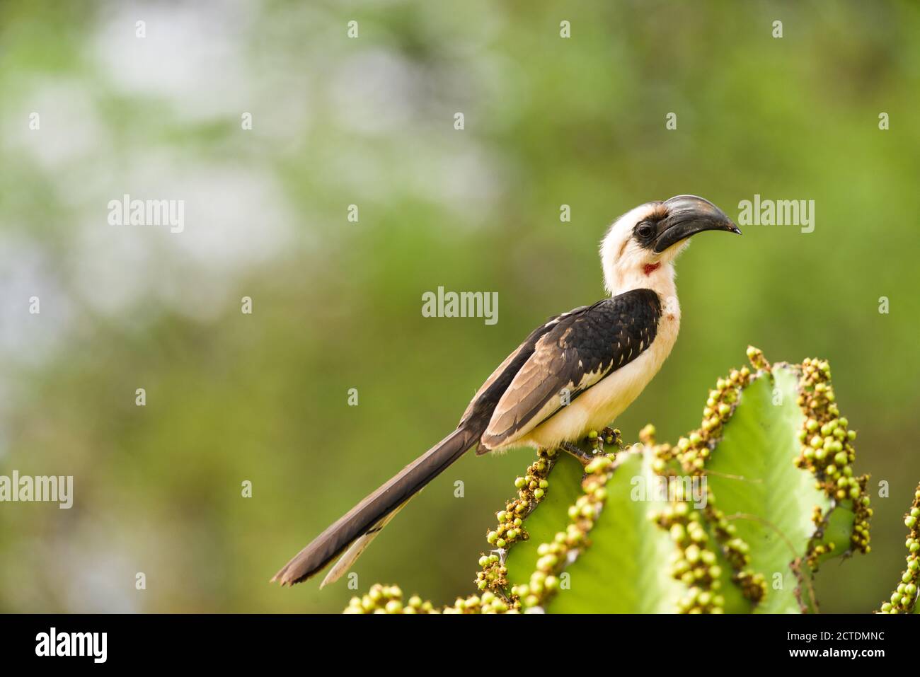 Der Hornvogel der weiblichen Jackson (Tockus jacksoni) ruht auf einem Candelabra-Baum (E. candelabrum), Tsavo, Kenia Stockfoto